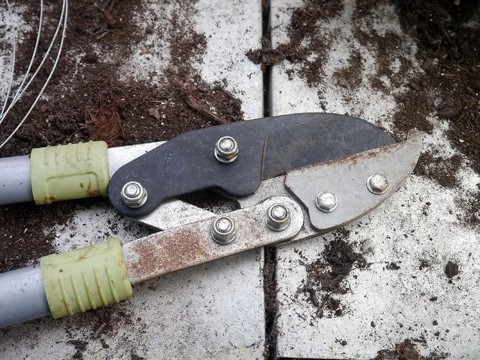 剪枝钳，工具，园艺，切割，飞剪机，修剪