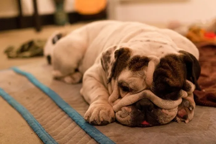 狗,巴哥犬,床,沙发,牛头梗,坦克