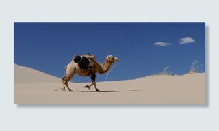 骆驼，沙漠，沙子，蒙古