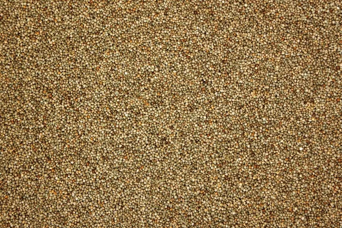 紫苏，图案，纹理，性质，粮食，农业，作物