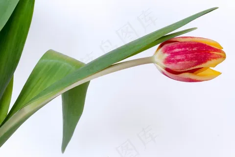 郁金香,植物,生长,花,花的,叶子,春天 郁金香,植物,生长,花,花的,叶子,春天
