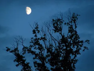 月亮，月光，月光，树，树木，黑暗，科