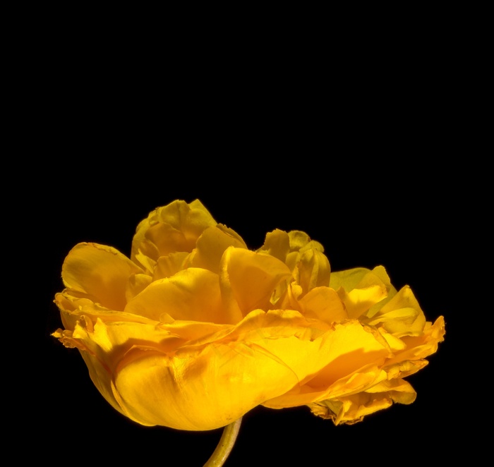 开花，花，开花，黄色