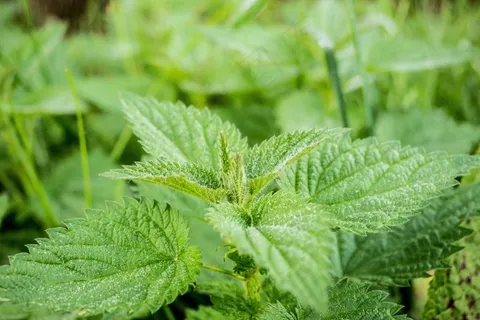 荨麻,绿色,荨麻,自然,荨麻 荨麻,绿色,荨麻,自然,荨麻