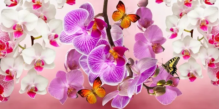 兰花，鲜花，花园，Orquidea，性质，春天