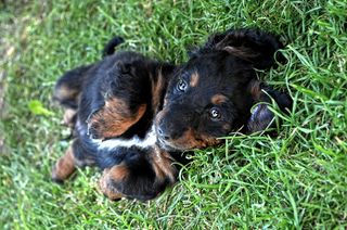 动物，哺乳动物，狗，小狗，杂种