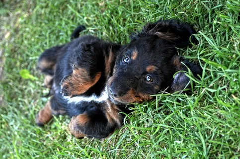 动物,哺乳动物,狗,小狗,杂种 动物,哺乳动物,狗,小狗,杂种