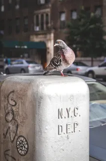 鸽子，鸟，寻找，羽毛，纽约