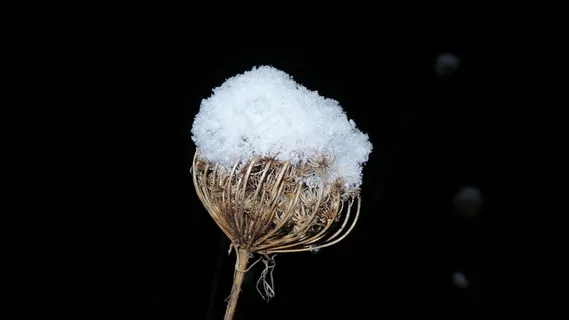 野胡萝卜，黑暗，雪，冰