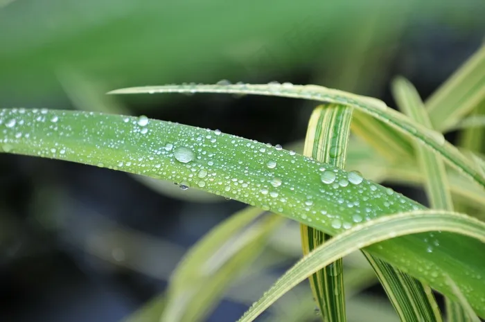 露水，叶，竹，绿色，性质，春天，拖放，水