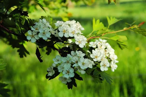 苹果花,春天的花朵,开花,白 苹果花,春天的花朵,开花,白