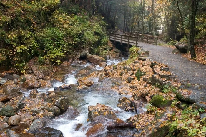 树,江河,工艺品,石头,风景,流叶子秋天的树叶