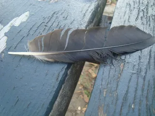 羽毛，长凳，机翼，鸟，野生动物，野生，禽