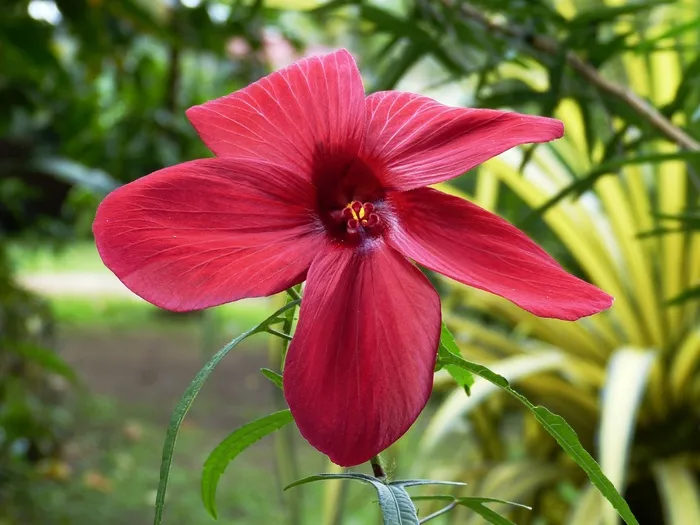 开花，花，红色，热带地区，热带，自然