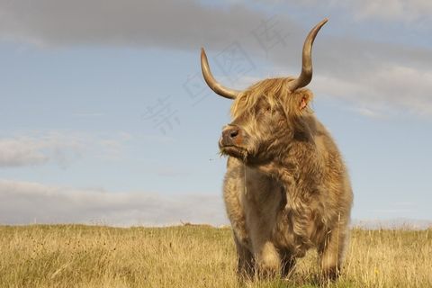 牛，苏格兰，干草