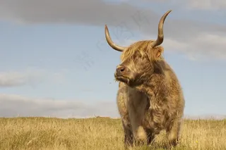 牛，苏格兰，干草