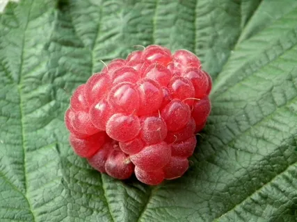 浆果,覆盆子,水果,红色,甜,新鲜,很多 浆果,覆盆子,水果,红色,甜,新鲜,很多
