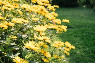 黄菊花,金鸡菊,蟛蜞菊,菊花,野菊花,花园里的夏花