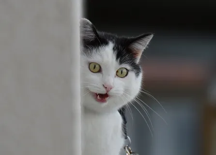 猫，Mieze，家猫，动物，宠物，滑稽