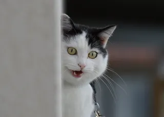 猫，Mieze，家猫，动物，宠物，滑稽