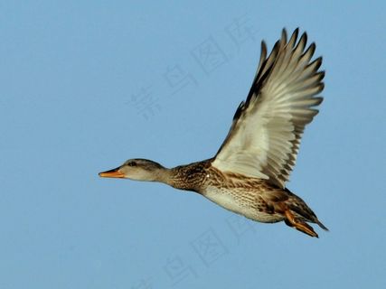 野鸭，鸭，母鸡，飞行，野生动物，自然，飞行