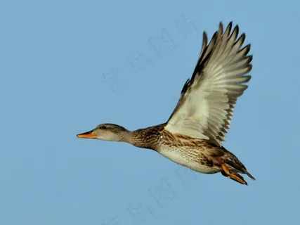 野鸭,鸭,母鸡,飞行,野生动物,自然,飞行 野鸭,鸭,母鸡,飞行,野生动物,自然,飞行