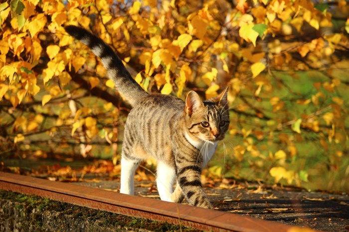 猫，秋，叶子，小猫，秋天的落叶，性质
