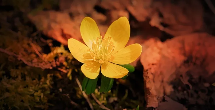 冬季，花，黄色，黄色花