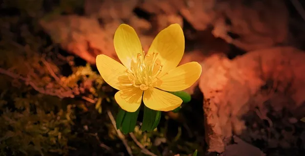 冬季,花,黄色,黄色花 冬季,花,黄色,黄色花
