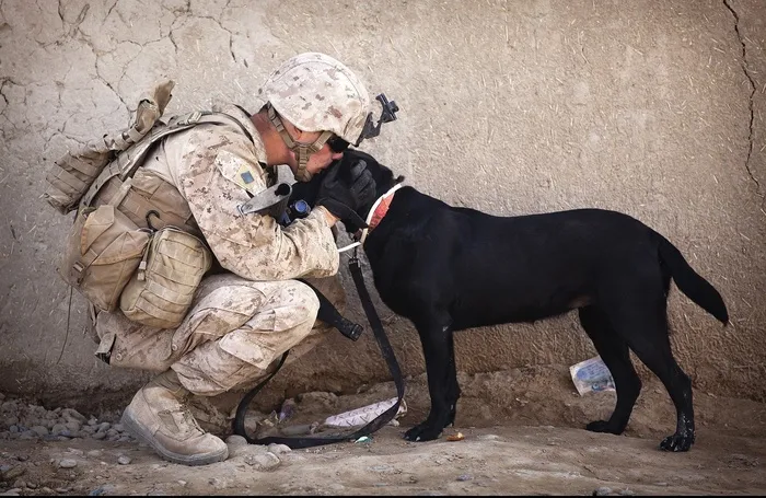 意大利卡斯罗犬,大丹犬,中国细犬,格力犬,斯塔福斗牛梗,士兵亲吻他的狗