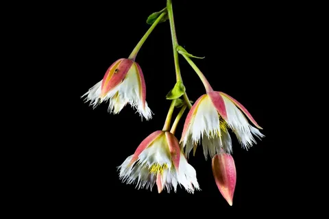 开花,开花,白,开花的树枝 开花,开花,白,开花的树枝