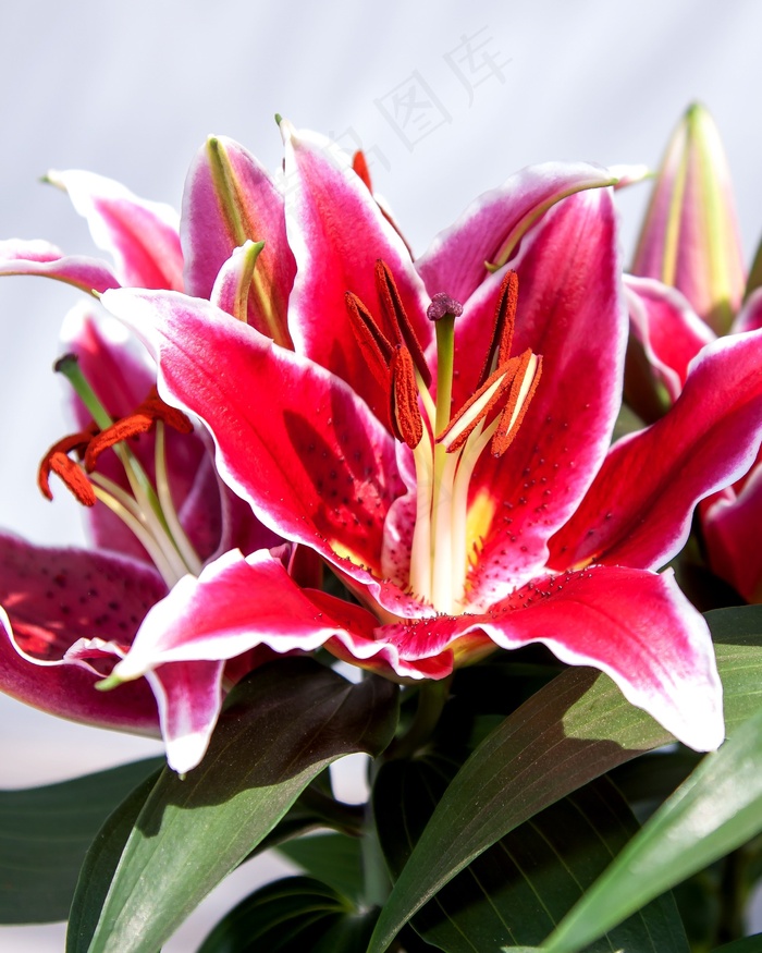 百合，紫色，鸢尾花，花，盛开，植物，自然