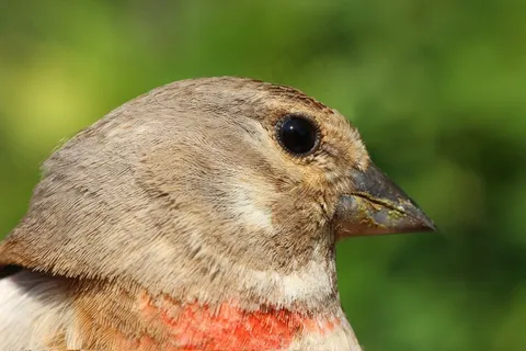 金翅雀,Carduelis,大麻,性质,彩色 金翅雀,Carduelis,大麻,性质,彩色