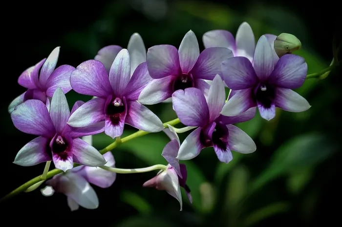 兰花，紫色，鲜花，自然，热带，美