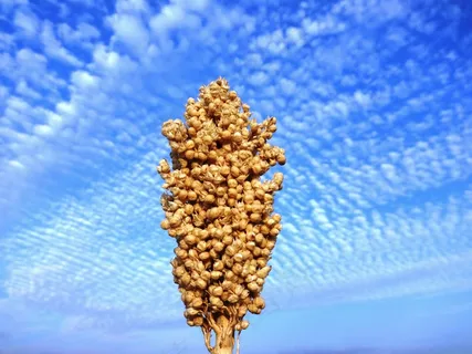 印度，Jowar，种子，蓝天，植物，自然，植物园