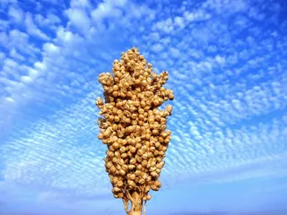印度，Jowar，种子，蓝天，植物，自然，植物园