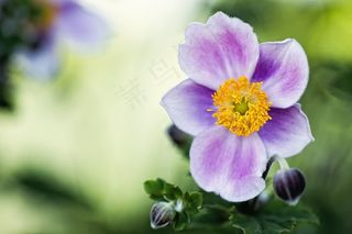 花，盛开，花园，自然，春天，植物，自然