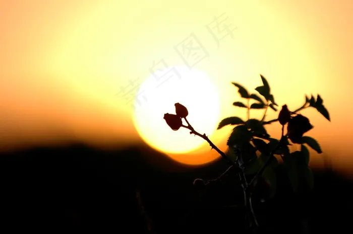 布什，黎明，日出，天空，黎明，自然