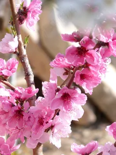 花,罗莎,杏仁树,粉红色,春天,夏天 花,罗莎,杏仁树,粉红色,春天,夏天