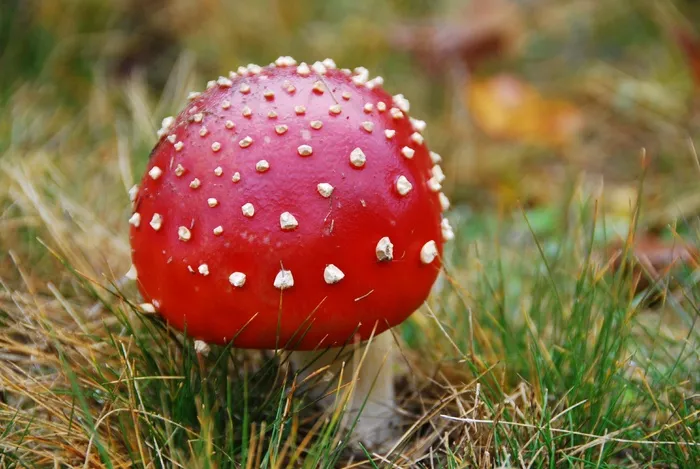 真菌，红色，毒药