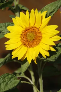 太阳花,大,开花,太阳 太阳花,大,开花,太阳