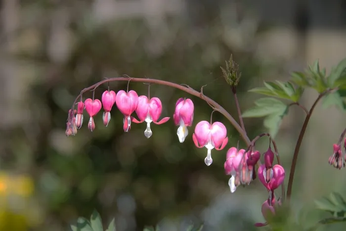 心脏出血，鲜花，花园，开花，盛开，植物群