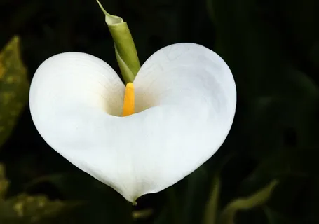 花，阿鲁姆，心脏，植物，白，雌蕊