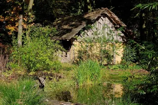 堡，木材，自然，森林，游泳池，芦苇，池塘