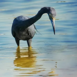 小蓝鹭，鸟，涉水鸟，鹭，蓝色