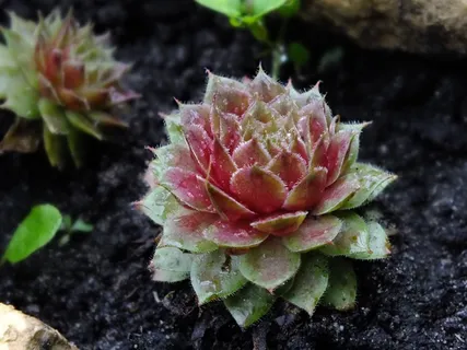 花,花瓣,自然,芽,在夏天 花,花瓣,自然,芽,在夏天