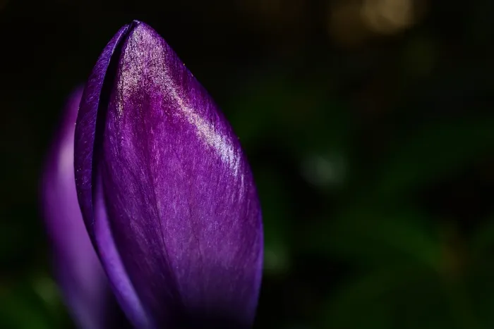 番红花，花，春天，紫色，开花，关闭