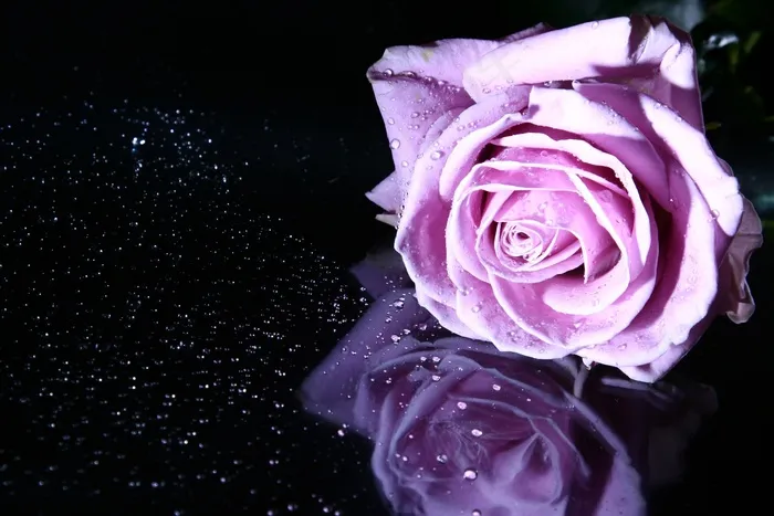 玫瑰，粉色玫瑰，花，粉色，鲜花