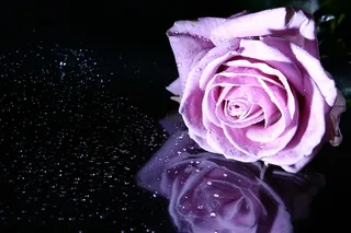 玫瑰，粉色玫瑰，花，粉色，鲜花