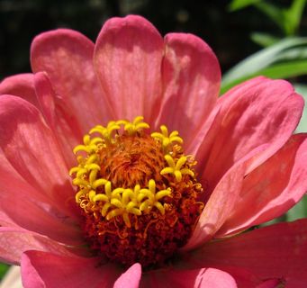 花，开花，性质，植物，春天